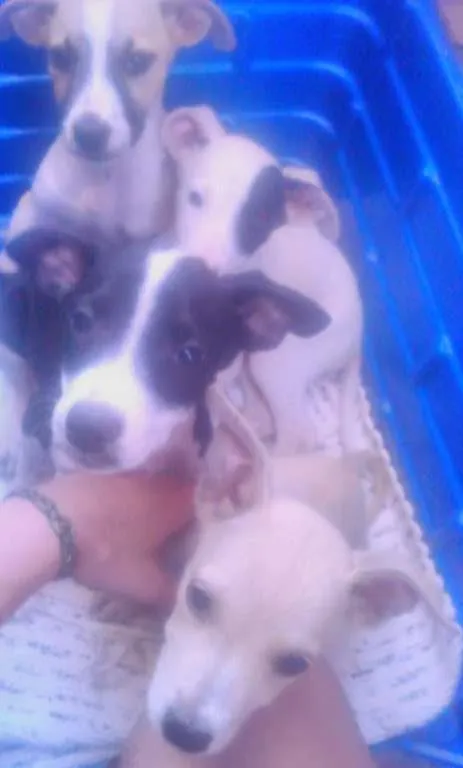 Cachorro ra a não sei idade Abaixo de 2 meses nome filhotes