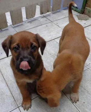 Cachorro raça SRD idade  nome FOFO