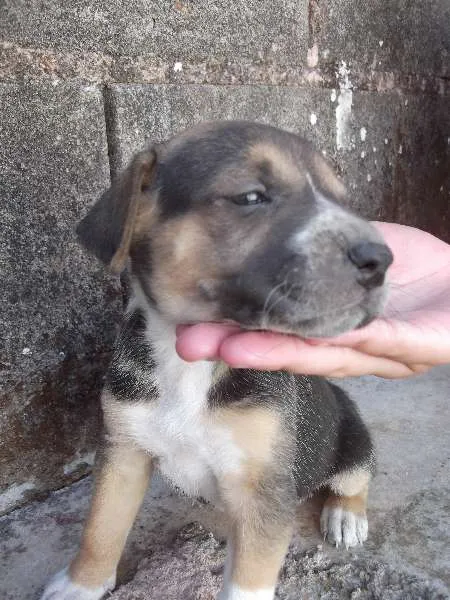 Cachorro raça srd idade Abaixo de 2 meses nome ainda não tem nome 