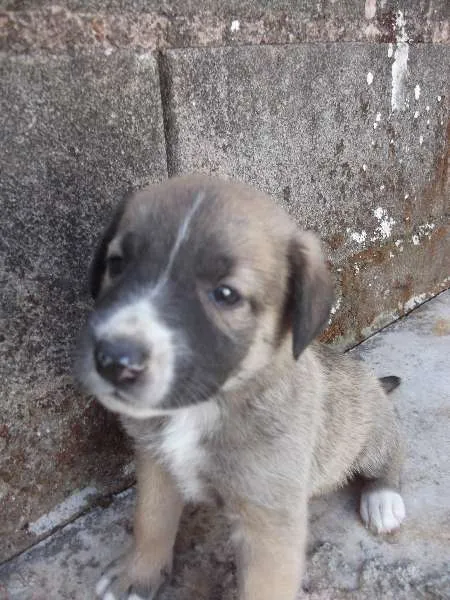 Cachorro raça srd idade Abaixo de 2 meses nome ainda não tem nome 