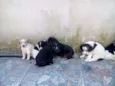 filhotes