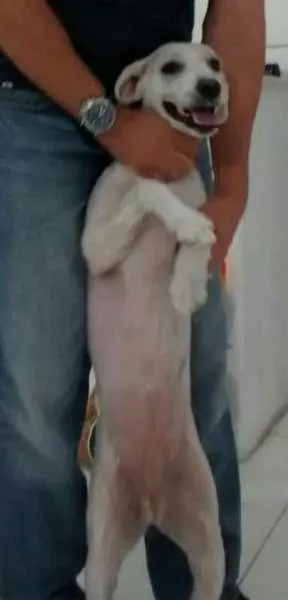 Cachorro ra a Poodle +SRD idade 7 a 11 meses nome Ramses e Nefertari
