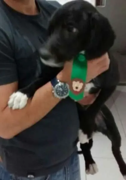 Cachorro ra a Poodle +SRD idade 7 a 11 meses nome Ramses e Nefertari