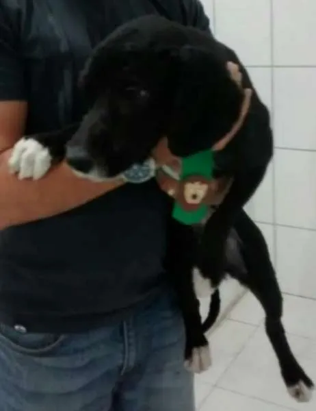 Cachorro ra a Poodle +SRD idade 7 a 11 meses nome Ramses e Nefertari