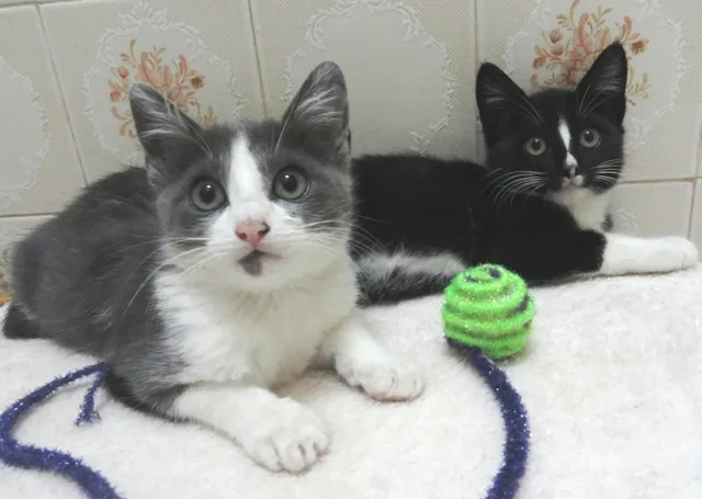 Gato ra a SRD idade 2 a 6 meses nome Uller & Minerva