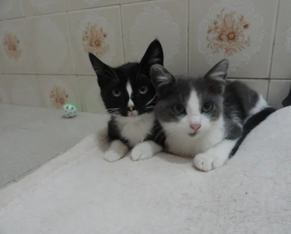Gato ra a SRD idade 2 a 6 meses nome Uller & Minerva