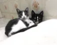 Uller & Minerva