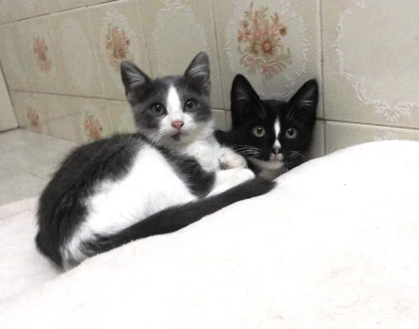 Gato ra a SRD idade 2 a 6 meses nome Uller & Minerva