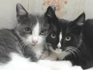 Gato raça SRD idade 2 a 6 meses nome Uller & Minerva