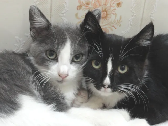 Gato ra a SRD idade 2 a 6 meses nome Uller & Minerva