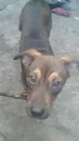bruce,costelinha,ch