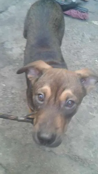 Cachorro ra a SRD idade 7 a 11 meses nome bruce,costelinha,ch