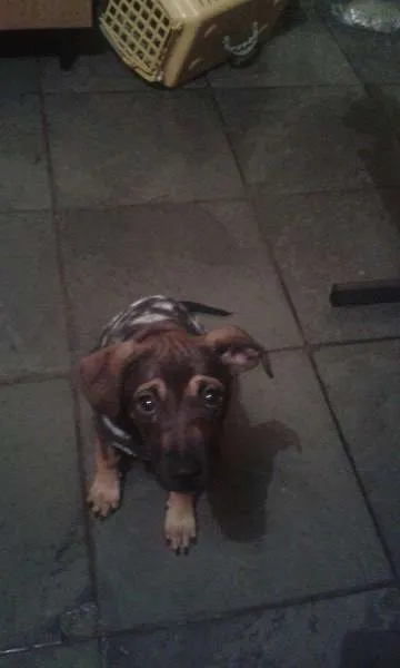 Cachorro ra a SRD idade 7 a 11 meses nome chiquinha