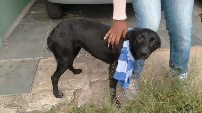 Cachorro ra a SRD idade 7 a 11 meses nome Pretinha