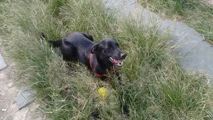 Cachorro ra a SRD idade 7 a 11 meses nome Pretinha
