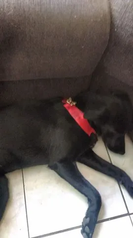 Cachorro ra a SRD idade 7 a 11 meses nome Pretinha