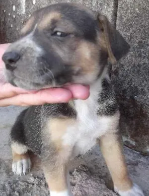 Cachorro raça srd idade Abaixo de 2 meses nome ainda não tem nome 