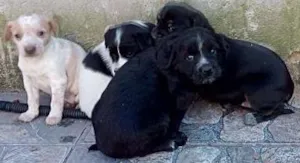 Cachorro raça srd idade 2 a 6 meses nome filhotes
