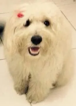 Cachorro ra a Poodle +SRD idade 7 a 11 meses nome Ramses e Nefertari