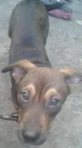 bruce,costelinha,ch