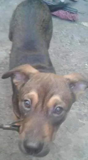Cachorro raça SRD idade 7 a 11 meses nome bruce,costelinha,ch