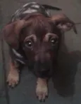 chiquinha