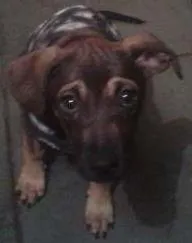 Cachorro ra a SRD idade 7 a 11 meses nome chiquinha