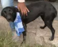 Pretinha
