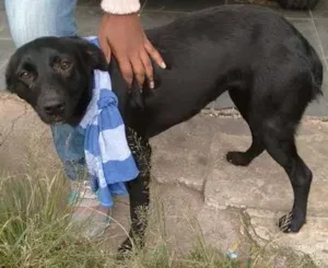 Cachorro raça SRD idade 7 a 11 meses nome Pretinha