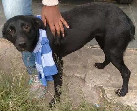 Cachorro ra a SRD idade 7 a 11 meses nome Pretinha