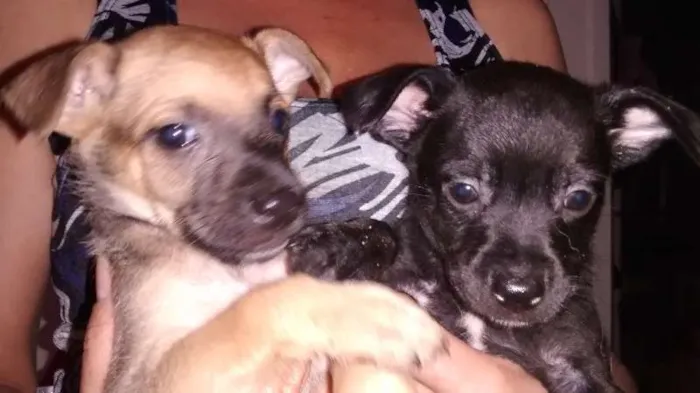 Cachorro raça SRD idade Abaixo de 2 meses nome Não coloquei nomes