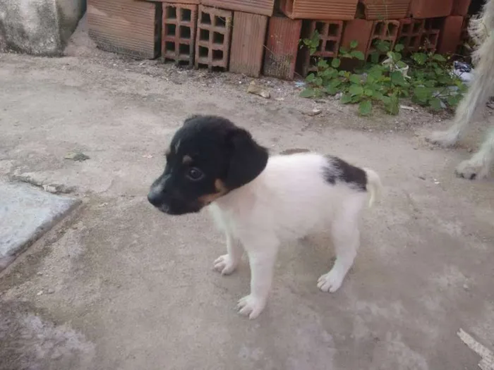 Cachorro raça SRD idade Abaixo de 2 meses nome Não coloquei nomes