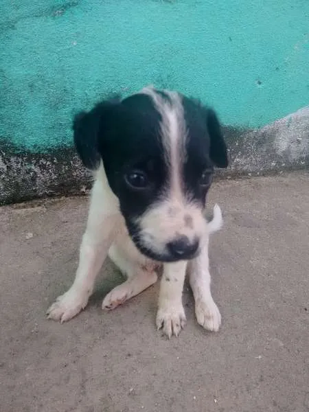 Cachorro raça SRD idade Abaixo de 2 meses nome Não coloquei nomes