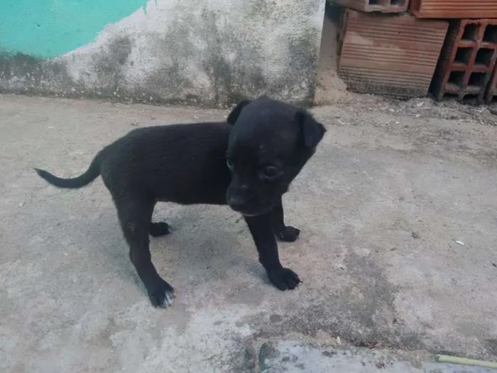 Cachorro raça SRD idade Abaixo de 2 meses nome Não coloquei nomes