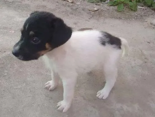 Cachorro raça SRD idade Abaixo de 2 meses nome Não coloquei nomes