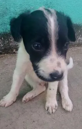 Cachorro raça SRD idade Abaixo de 2 meses nome Não coloquei nomes