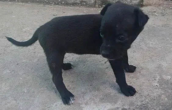 Cachorro raça SRD idade Abaixo de 2 meses nome Não coloquei nomes