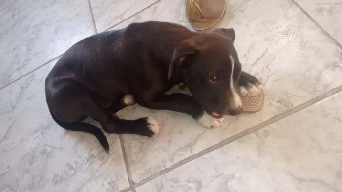 Cachorro ra a Sem raça definida idade 2 a 6 meses nome Adocao