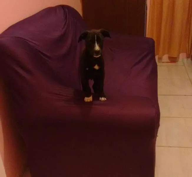 Cachorro ra a Sem raça definida idade 2 a 6 meses nome Adocao