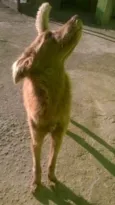 cacau