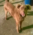 cacau