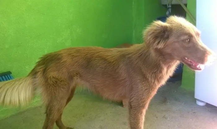Cachorro ra a desconhecida idade 1 ano nome cacau