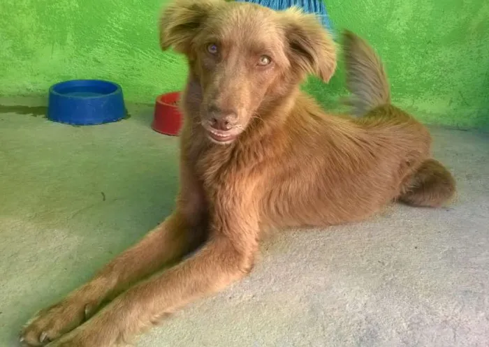 Cachorro ra a desconhecida idade 1 ano nome cacau