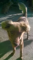 cacau