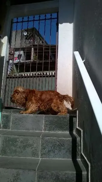 Cachorro ra a Coquer idade 2 anos nome Thor