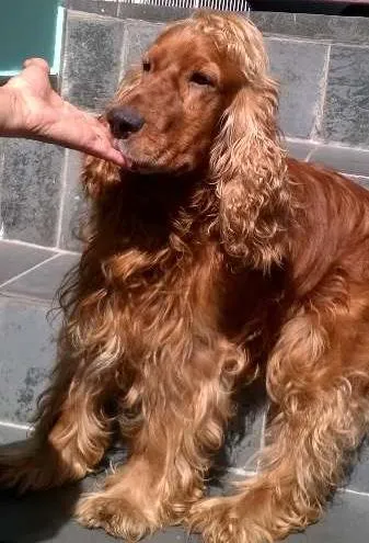 Cachorro ra a Coquer idade 2 anos nome Thor