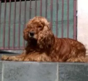 Cachorro ra a Coquer idade 2 anos nome Thor