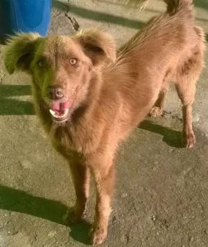 Cachorro raça desconhecida idade 1 ano nome cacau