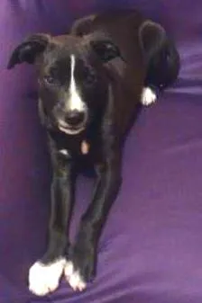 Cachorro ra a Sem raça definida idade 2 a 6 meses nome Adocao