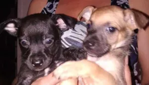 Cachorro raça SRD idade Abaixo de 2 meses nome Não coloquei nomes